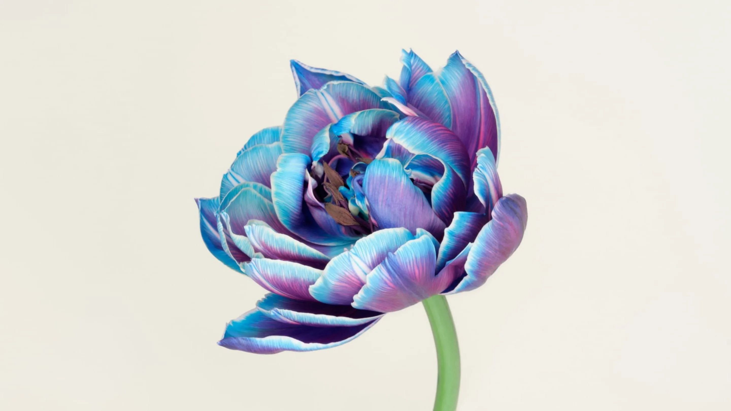 Carnegie Fonder — detail 6